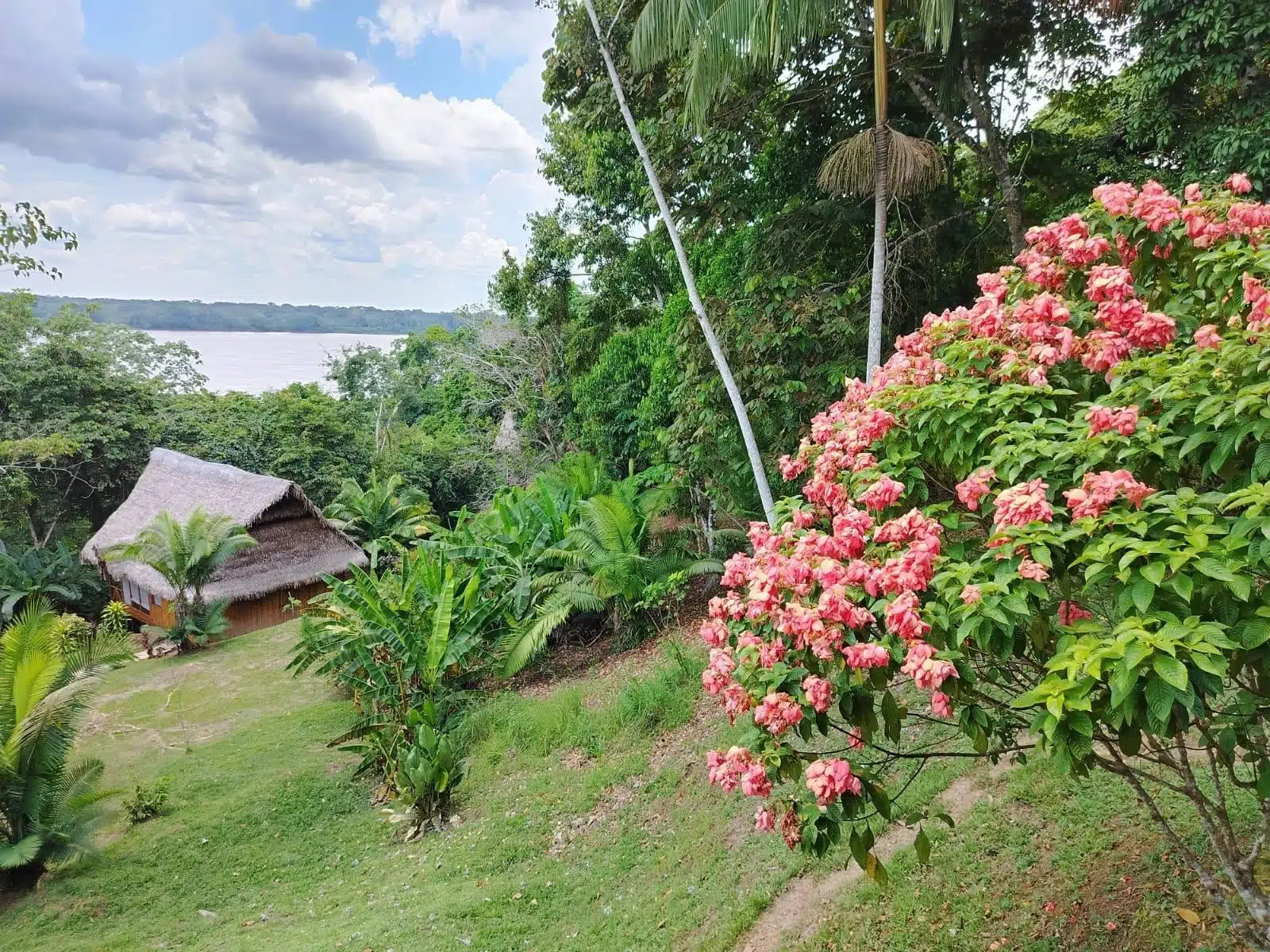 5 days ayahuasca and san pedro retreat