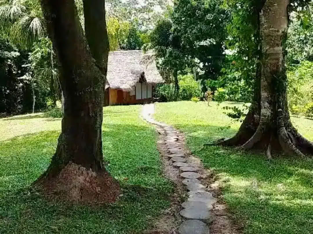 8-Day Ayahuasca & San Pedro Retreat – May 26 - Jun 2