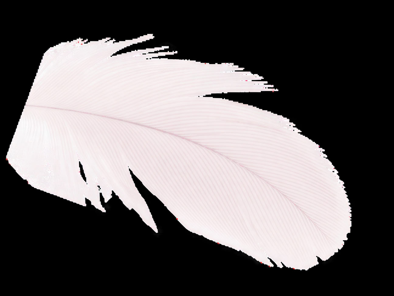 Accredited Shamanic Practitioner Training