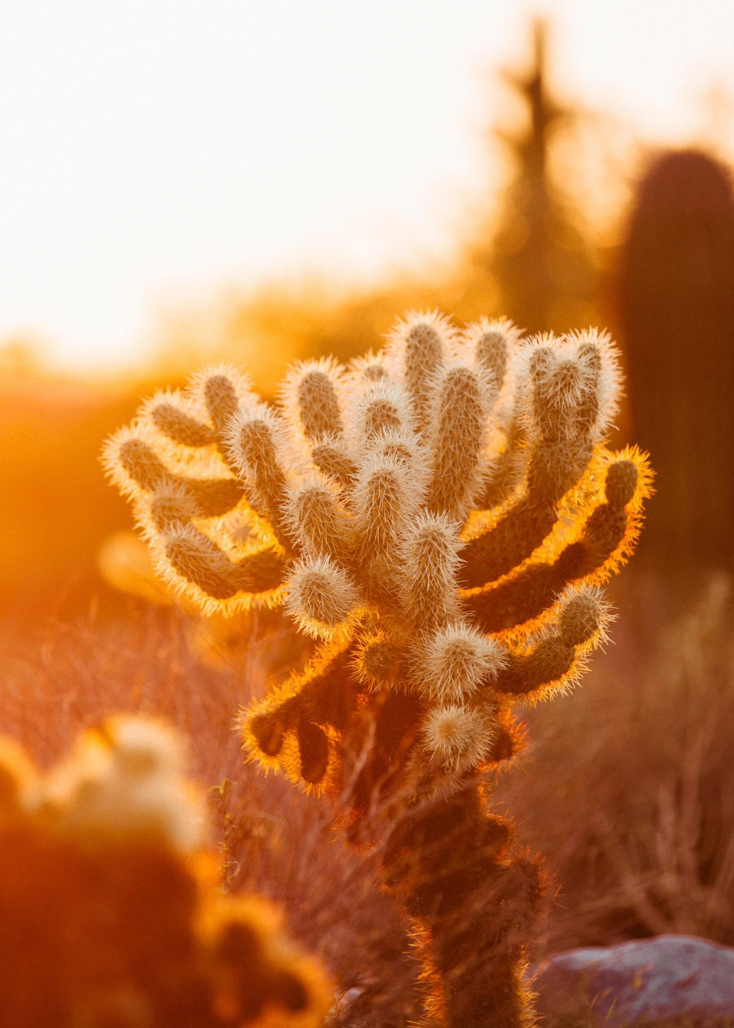 Desert Awakening Weekend Retreat