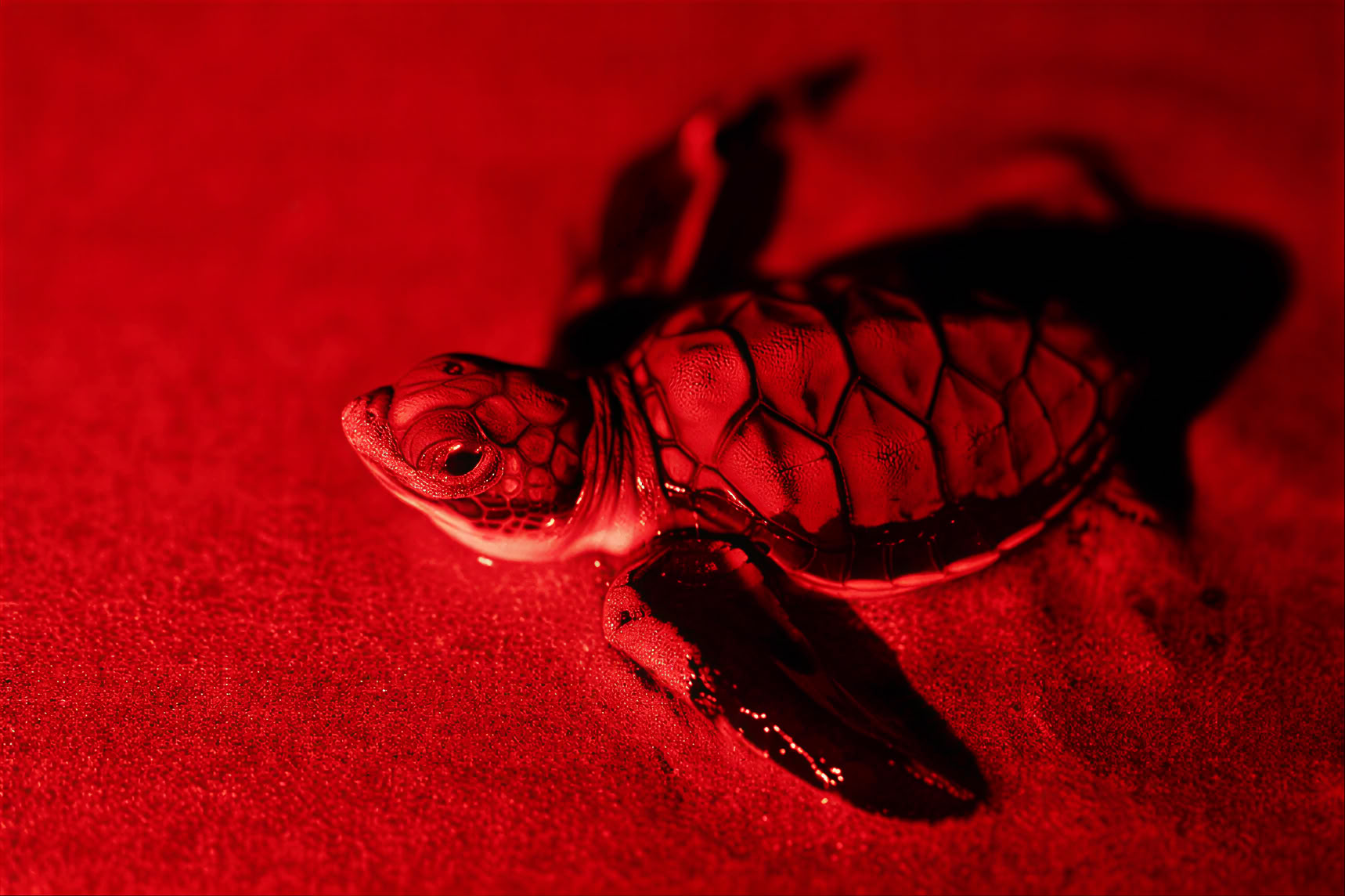 Turtle Watching