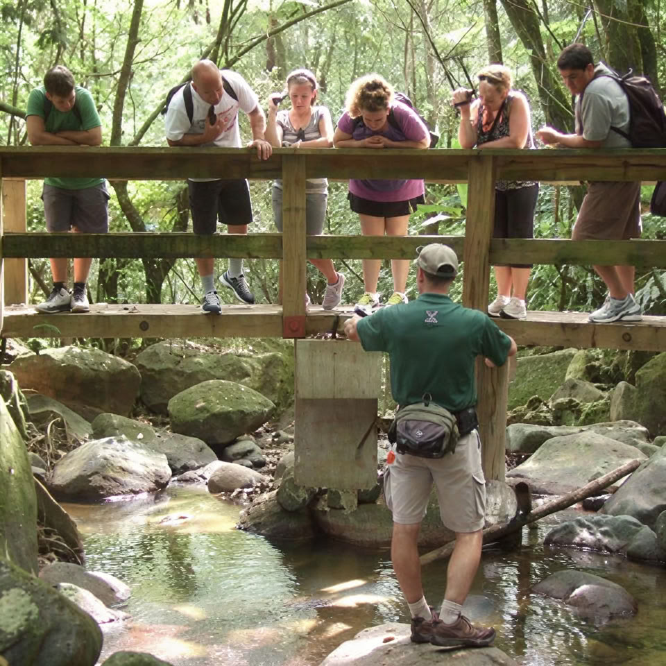 El Yunque Rainforest Night Walk