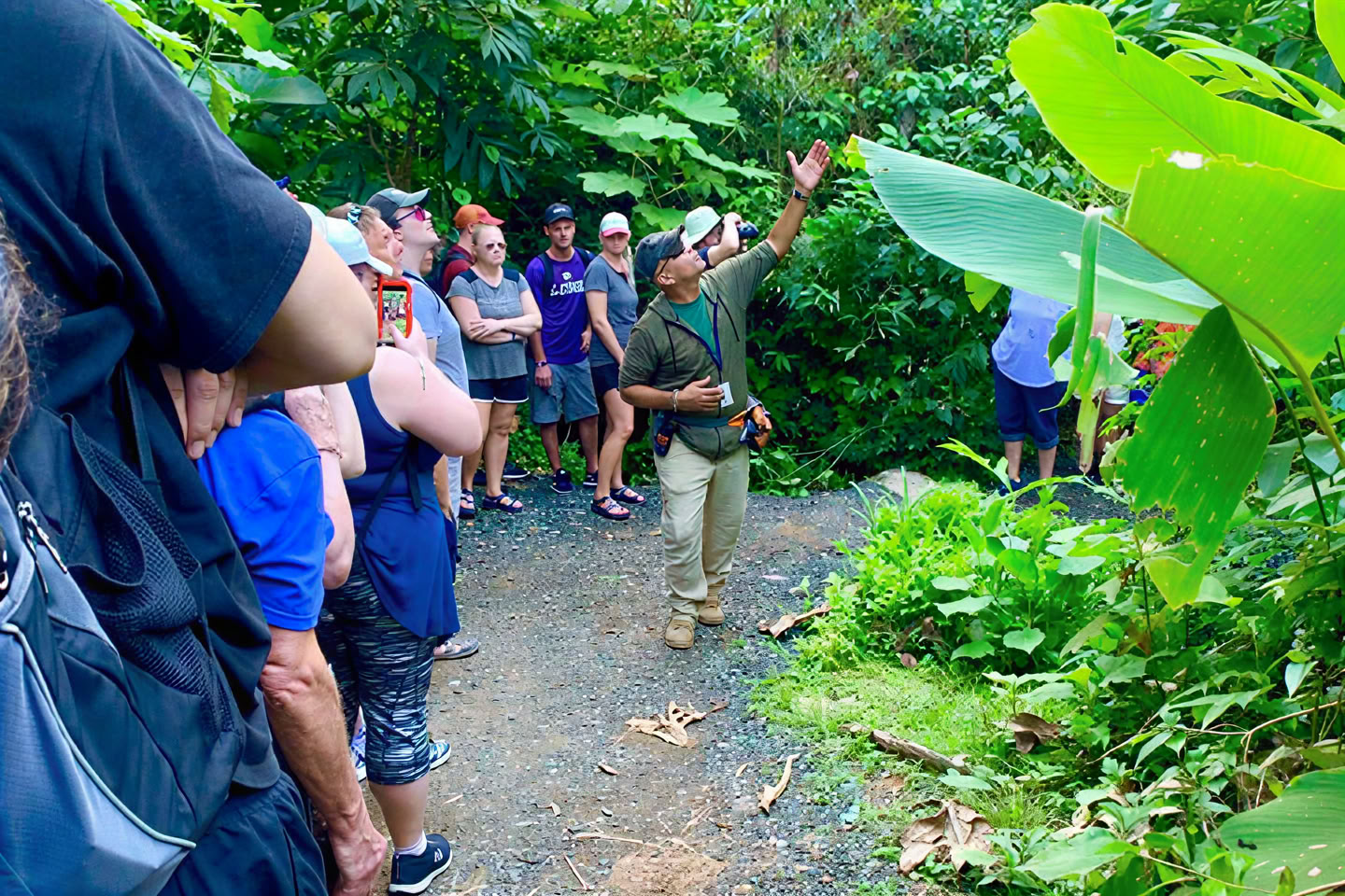 Wild & Scenic Rainforest Nature Walk to River Adventure