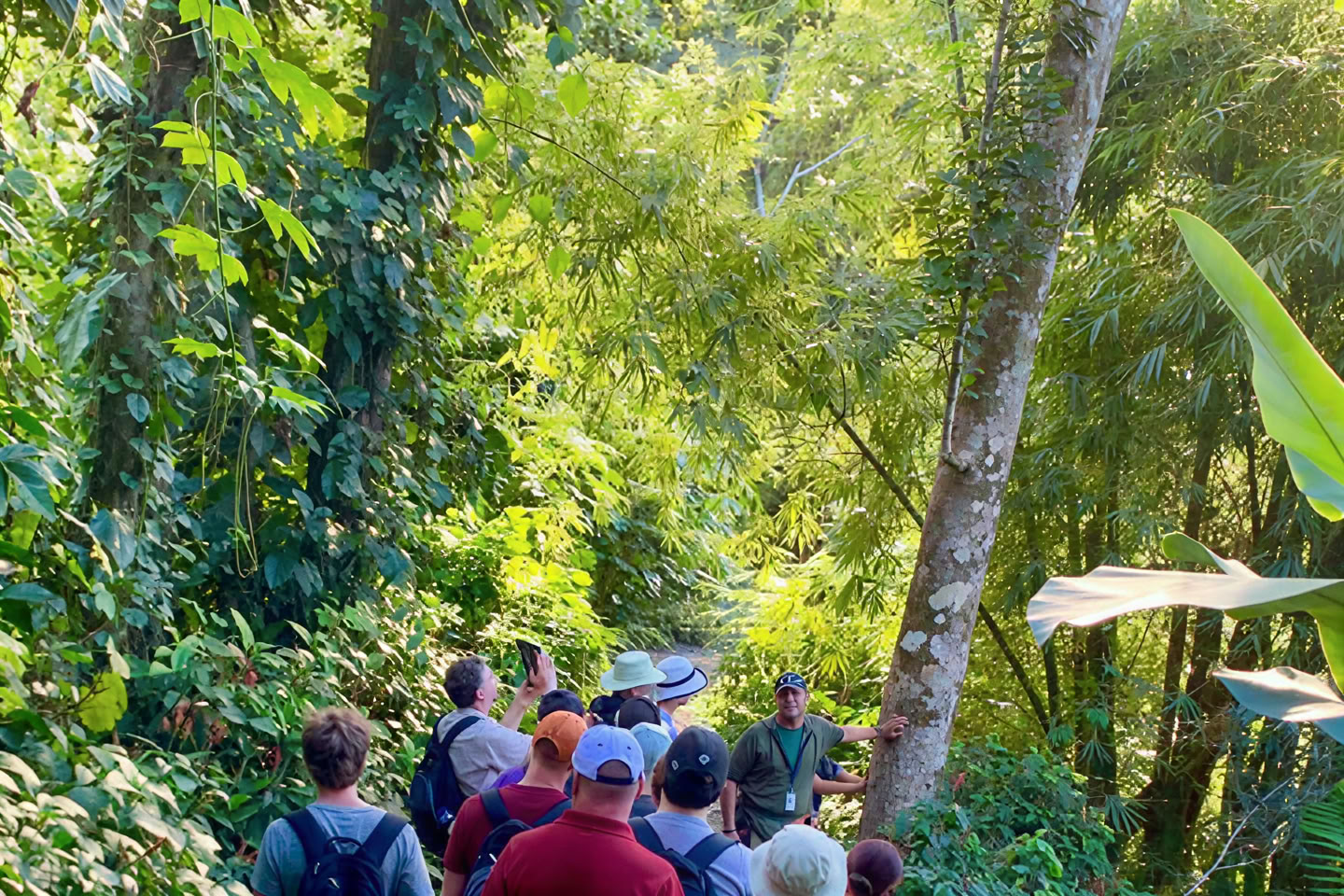 Wild & Scenic Rainforest Nature Walk to River Adventure