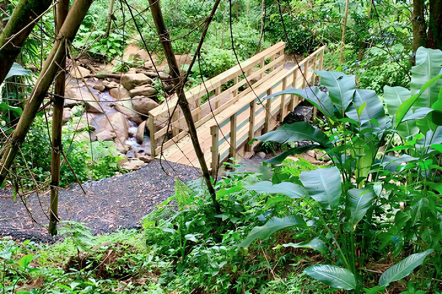 Wild & Scenic Rainforest Nature Walk to River Adventure