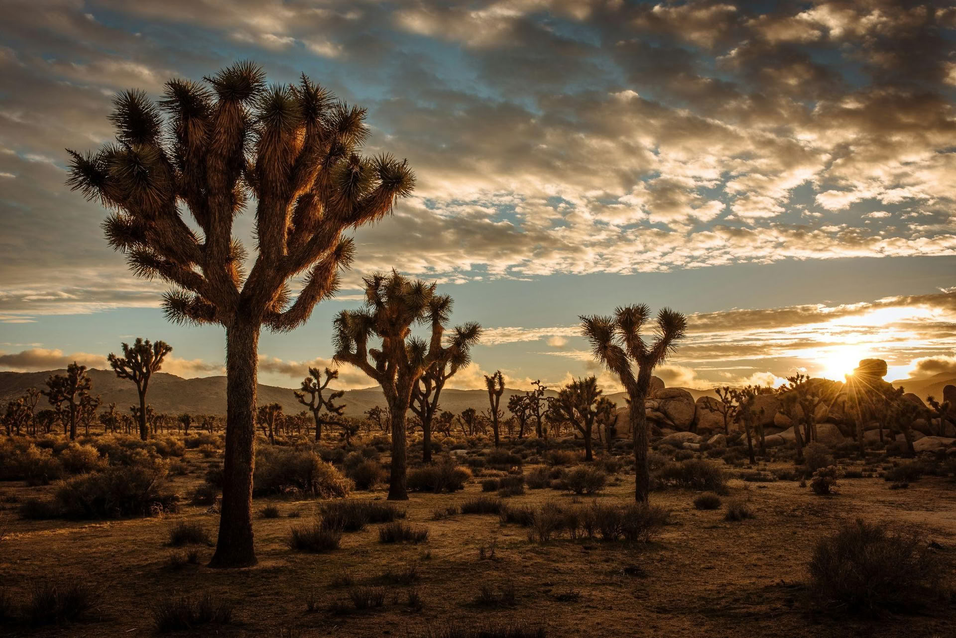 The Transformational Desert Journey