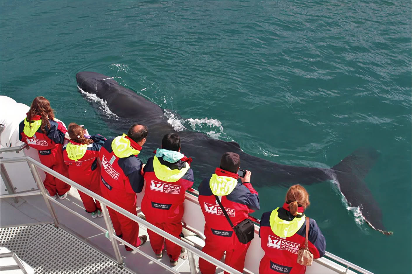 Whale Watching – 100% Whale Watching