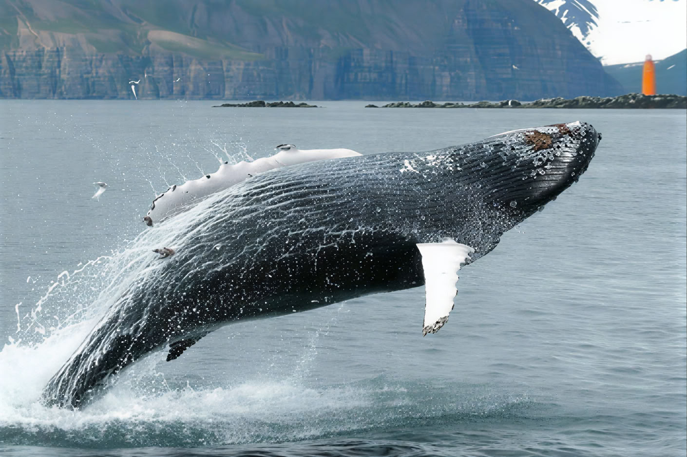 Whale Watching – 100% Whale Watching