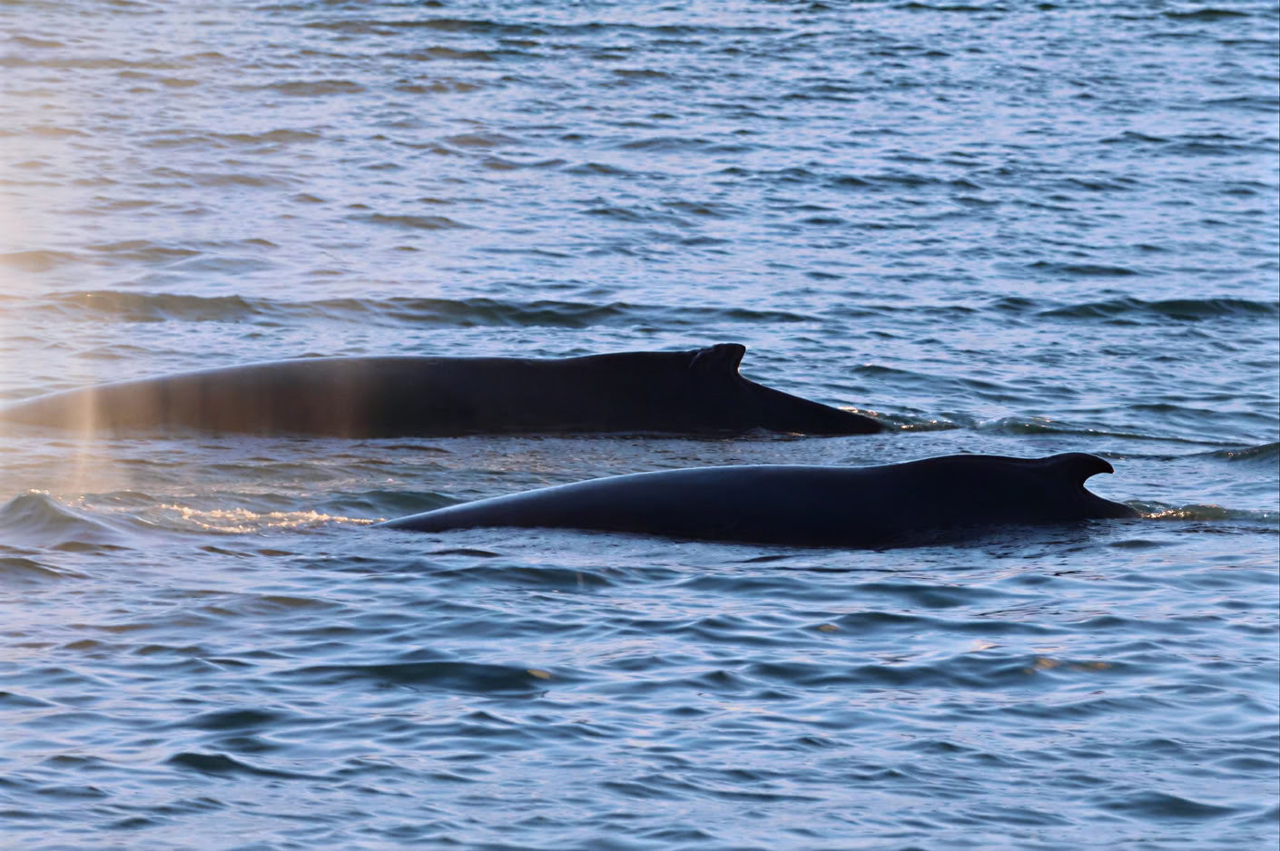 Akureyri Whale Watching