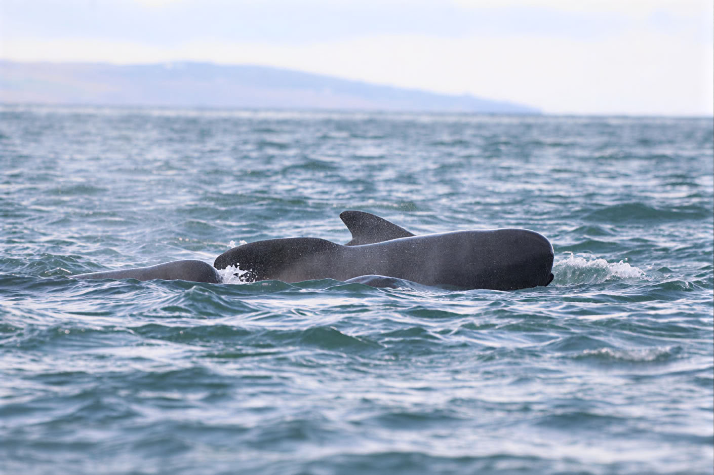 Akureyri Whale Watching