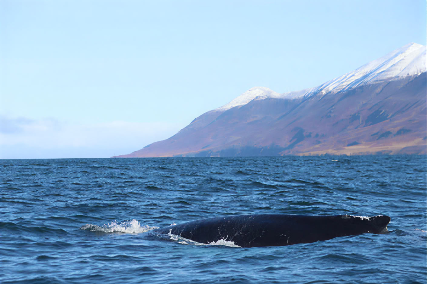 Akureyri Whale Watching