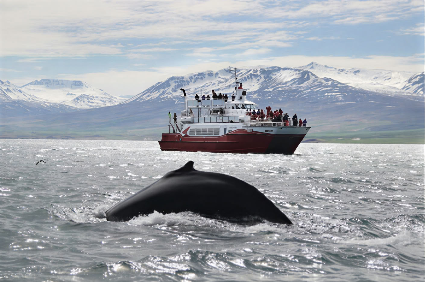 Akureyri Whale Watching
