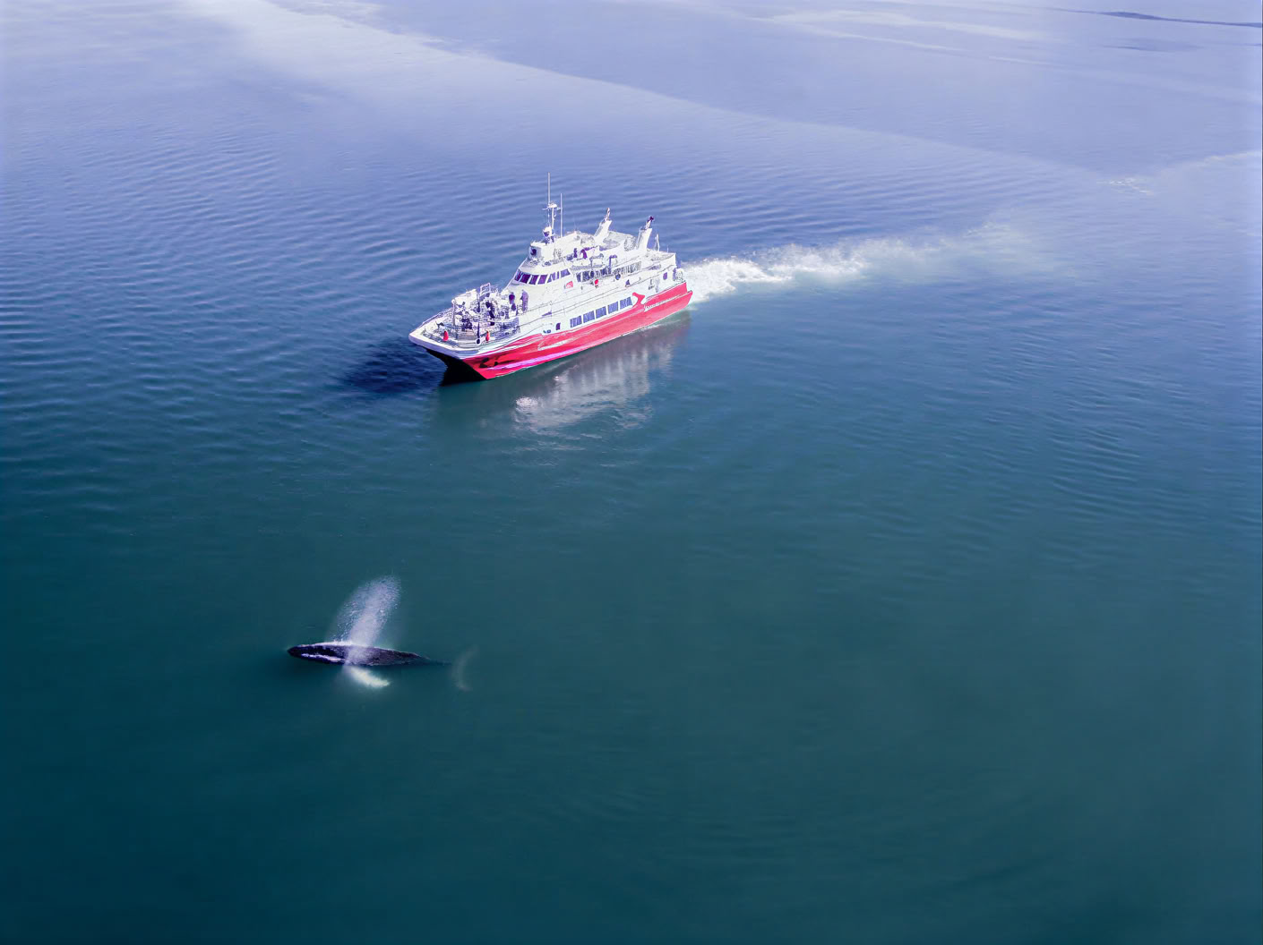 Akureyri Whale Watching