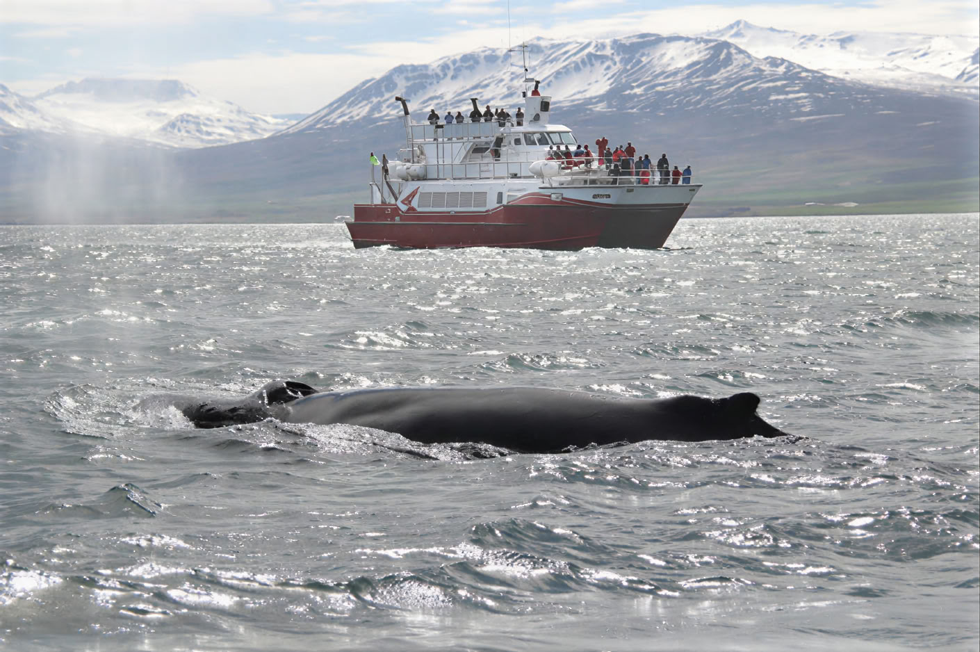 Akureyri Whale Watching