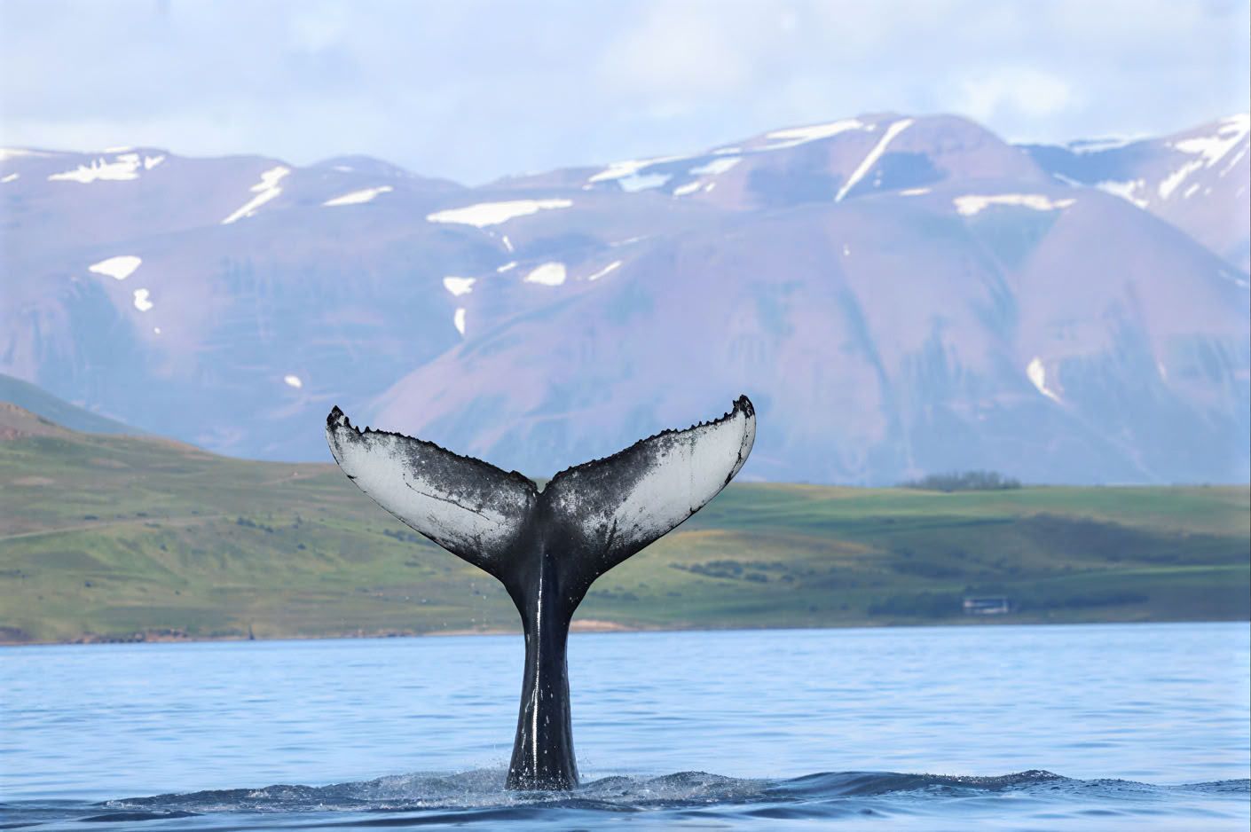 Akureyri Whale Watching