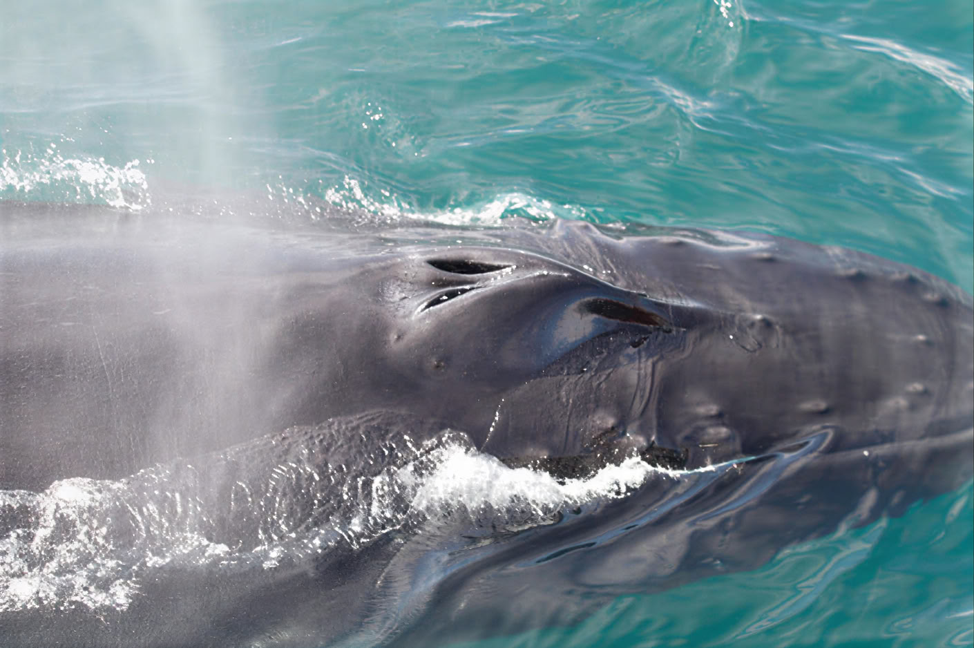 Akureyri Whale Watching