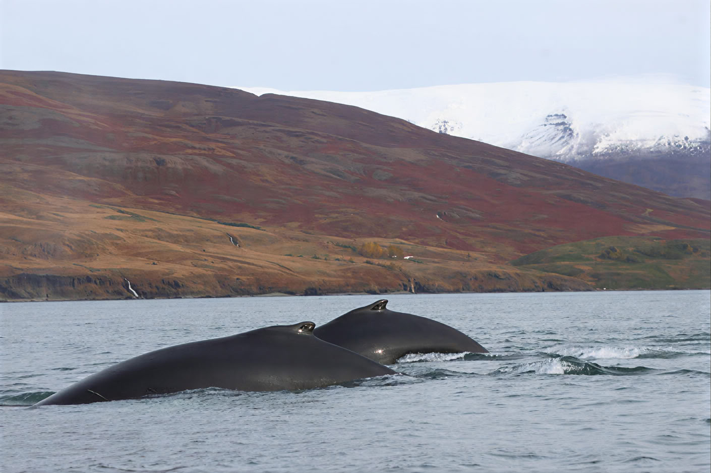 Akureyri Whale Watching