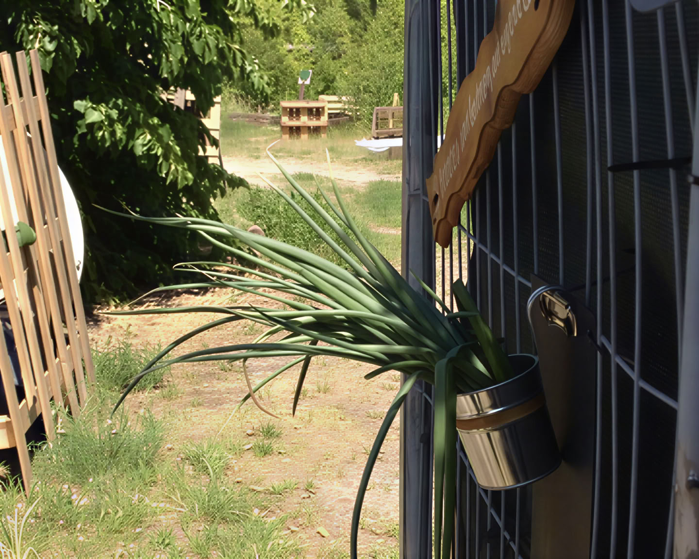 Wild Breathwork Berlin – Breathwork Journey Under the Open Sky