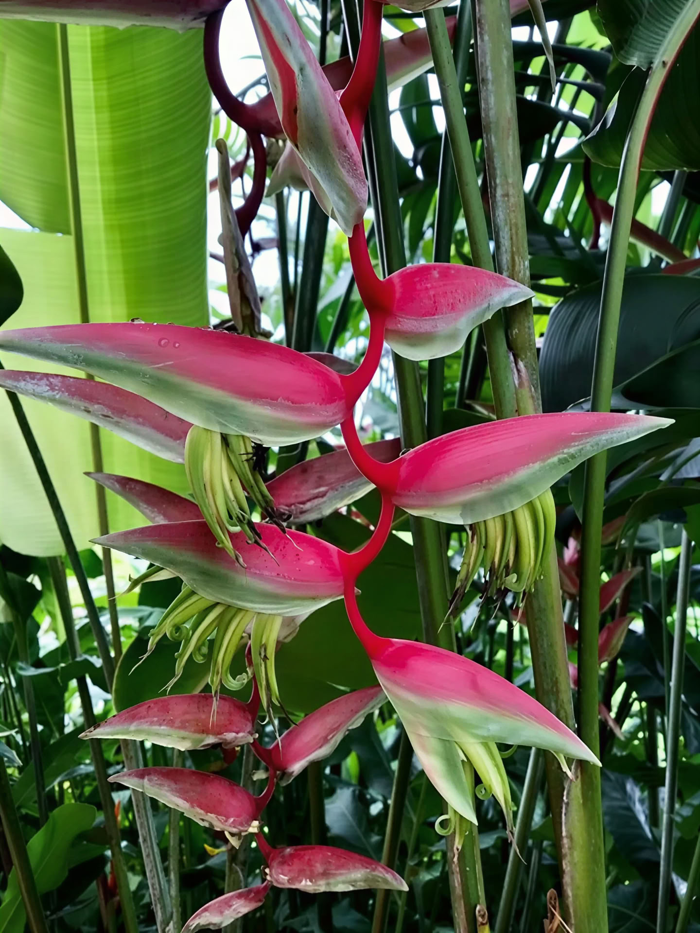 BE Held by the Jungle