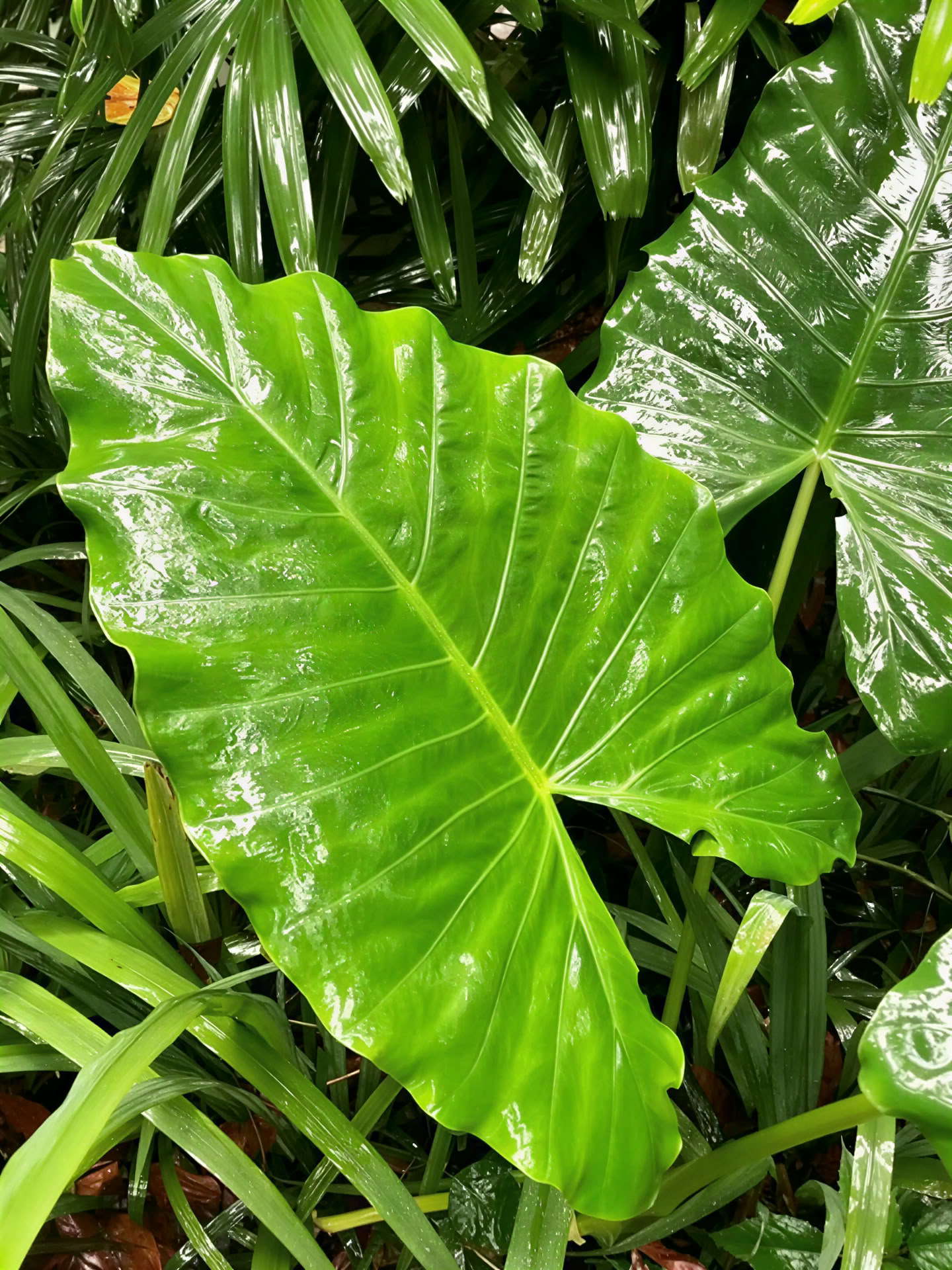BE Held by the Jungle