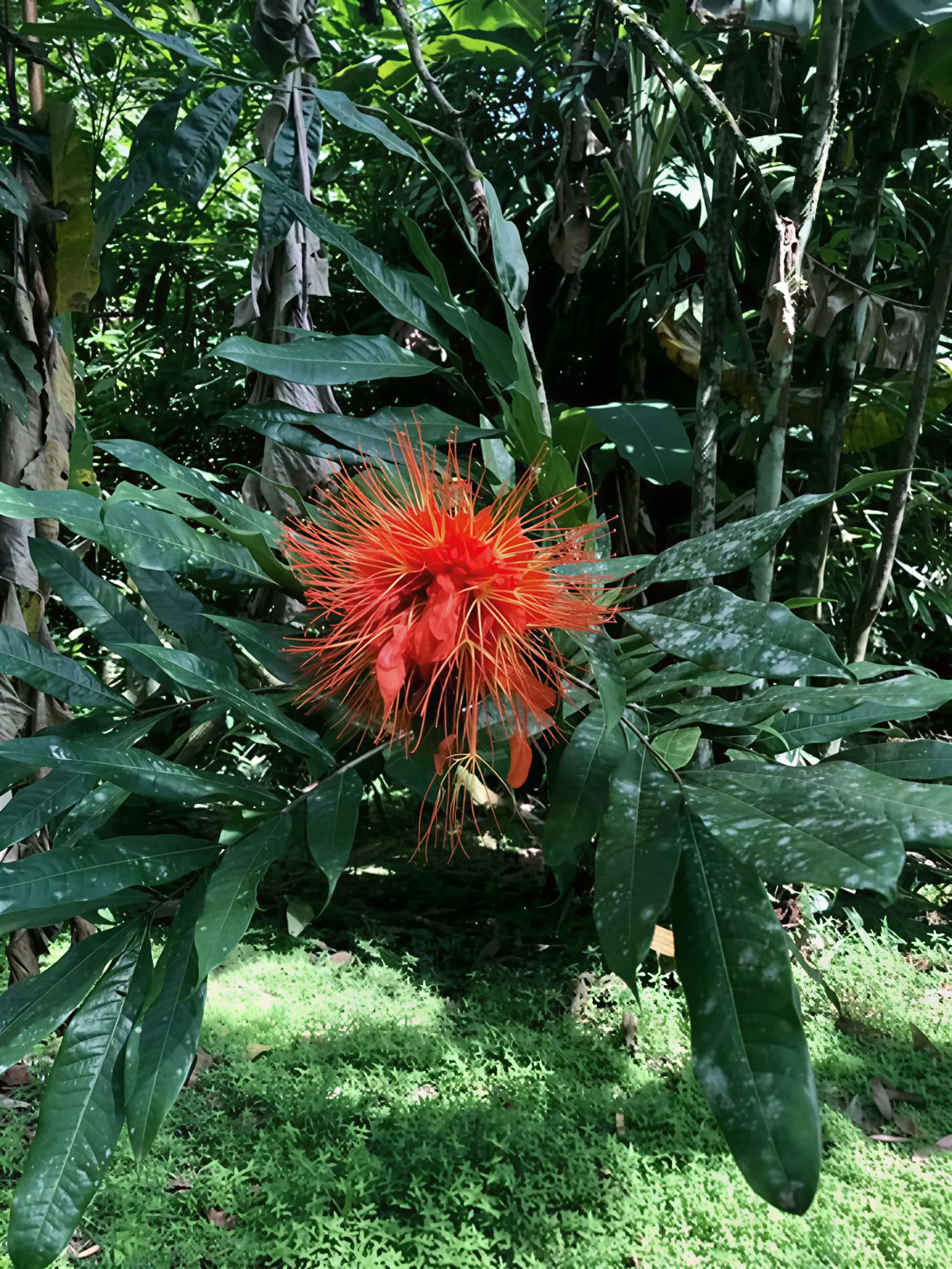 BE Held by the Jungle