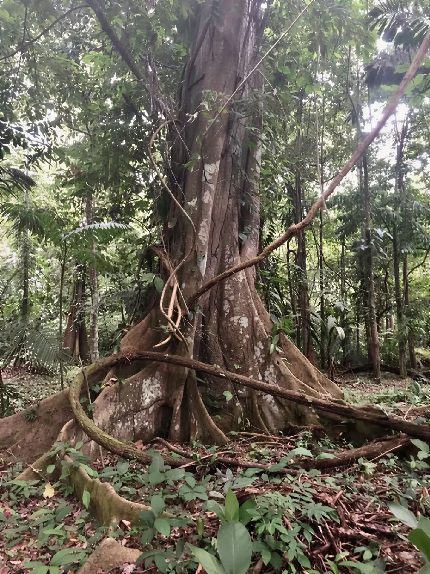 BE Held by the Jungle