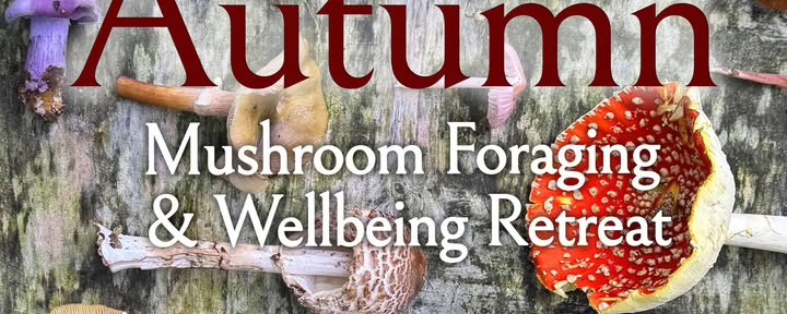 Autumn Mushroom Foraging Morning