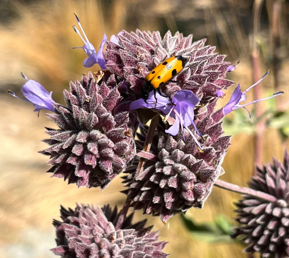 Root to Rise: A Transformative Meditation Retreat