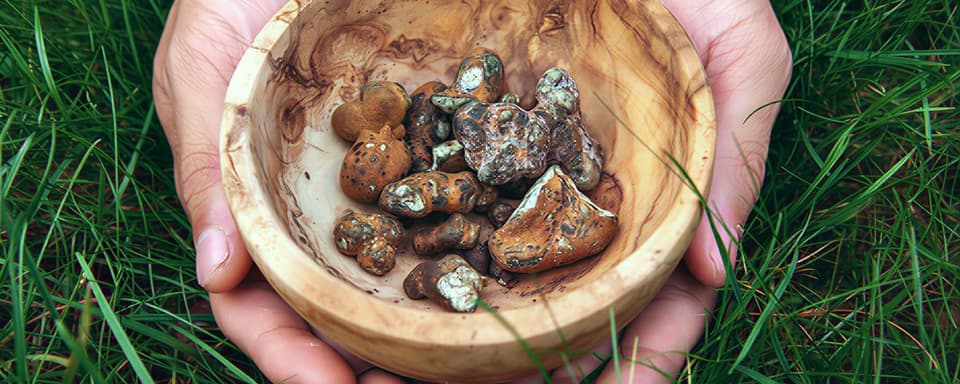 5-Day Psilocybin Retreat – 3 days - 27-29 Jan. 2027