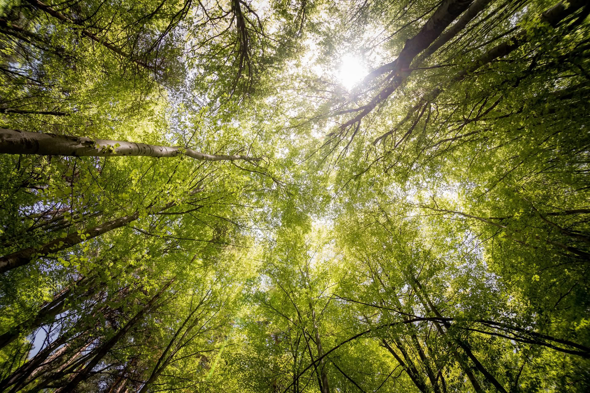 Wellness Within: Mindful Movement and Meditation Retreat Weekend