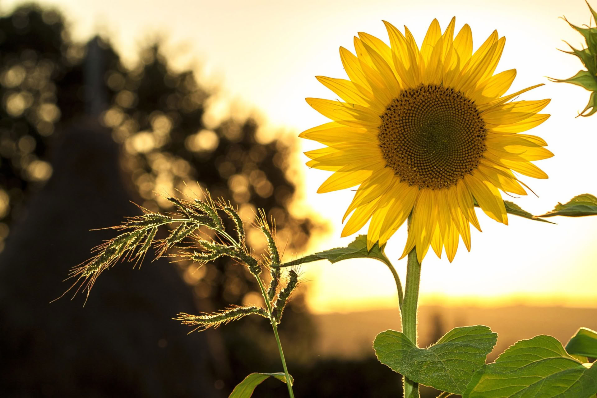 Cultivating Peace: Mindful Movement and Meditation Retreat