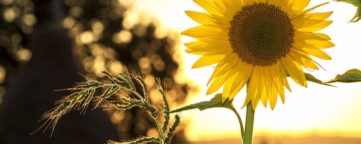 Cultivating Peace: Mindful Movement and Meditation Retreat
