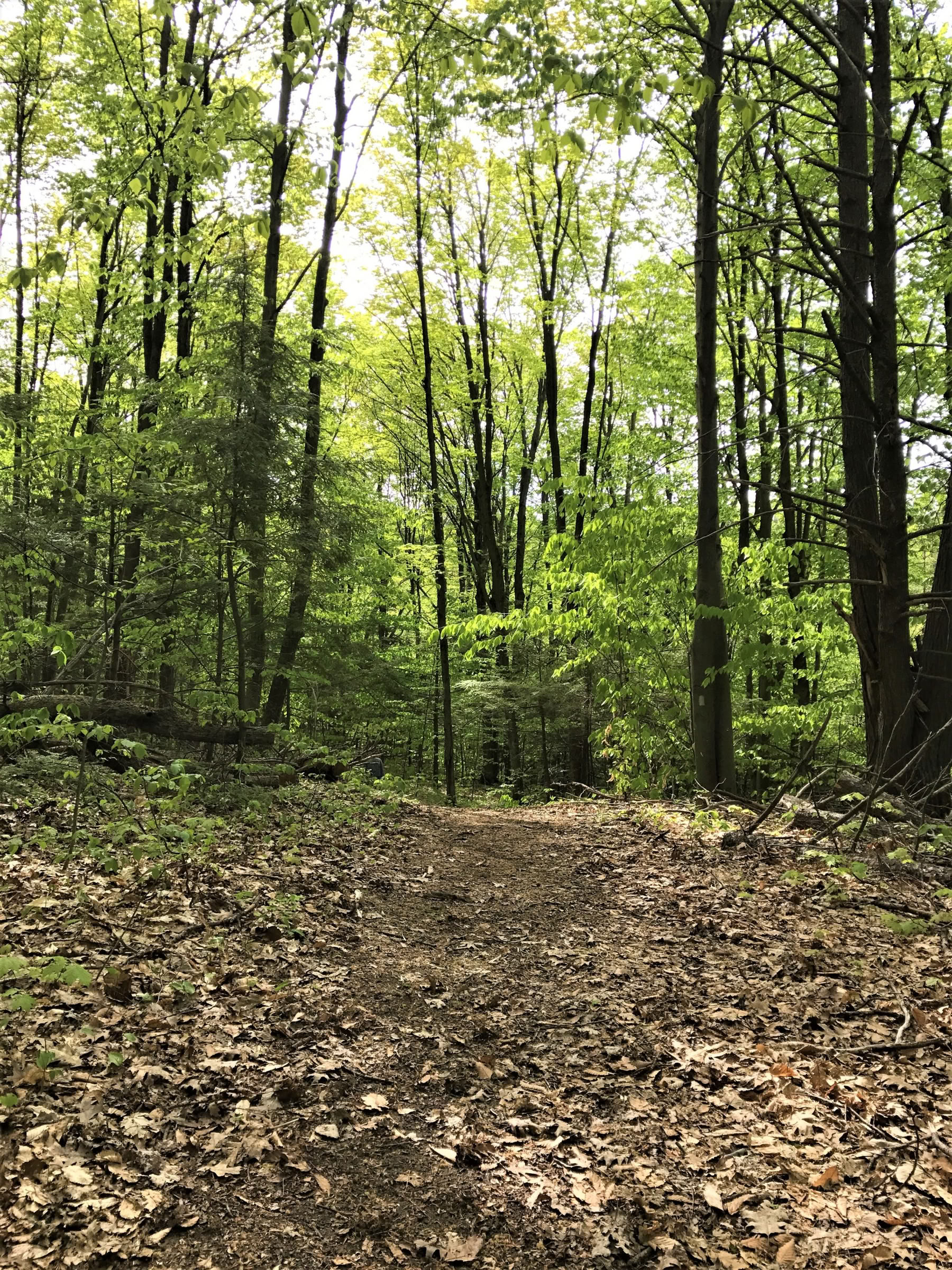 Summer Solstice Yoga & Hike Retreat