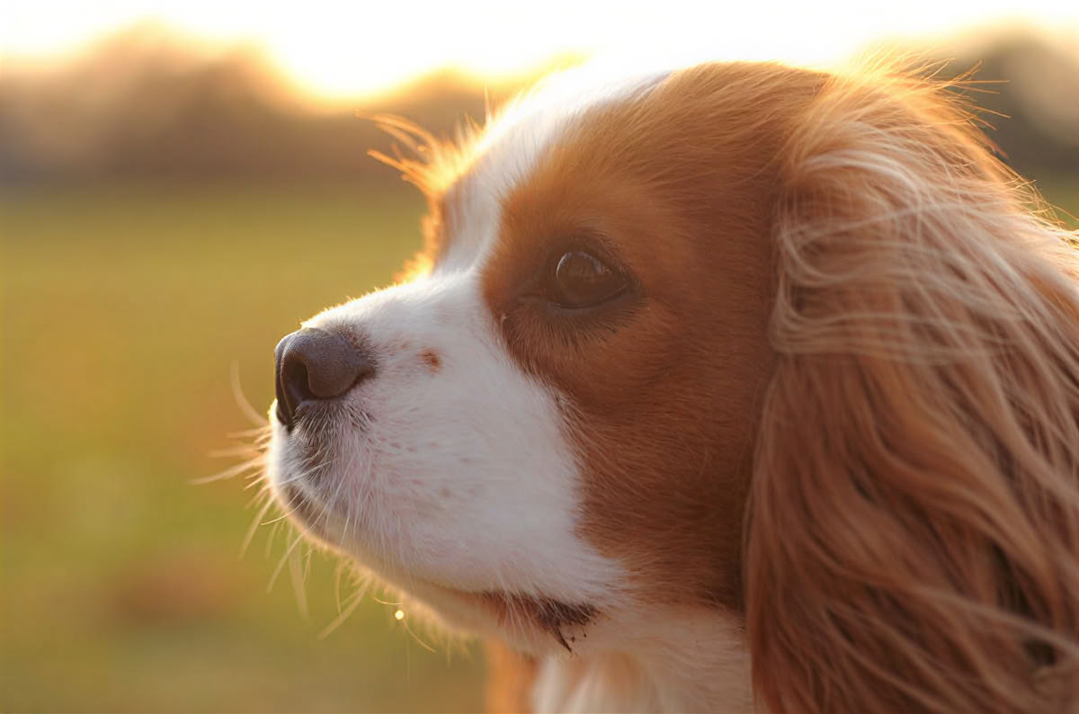 Solo travel – Dog Friendly Holidays - May '26