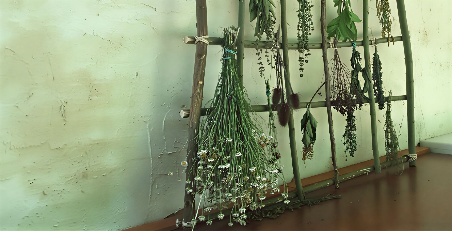 Ayurveda Wellness retreat