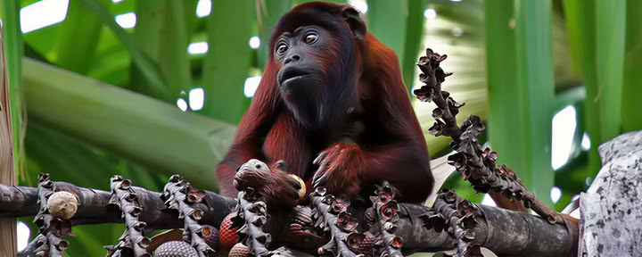 Manu National Park