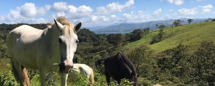 Unbridled Harmony