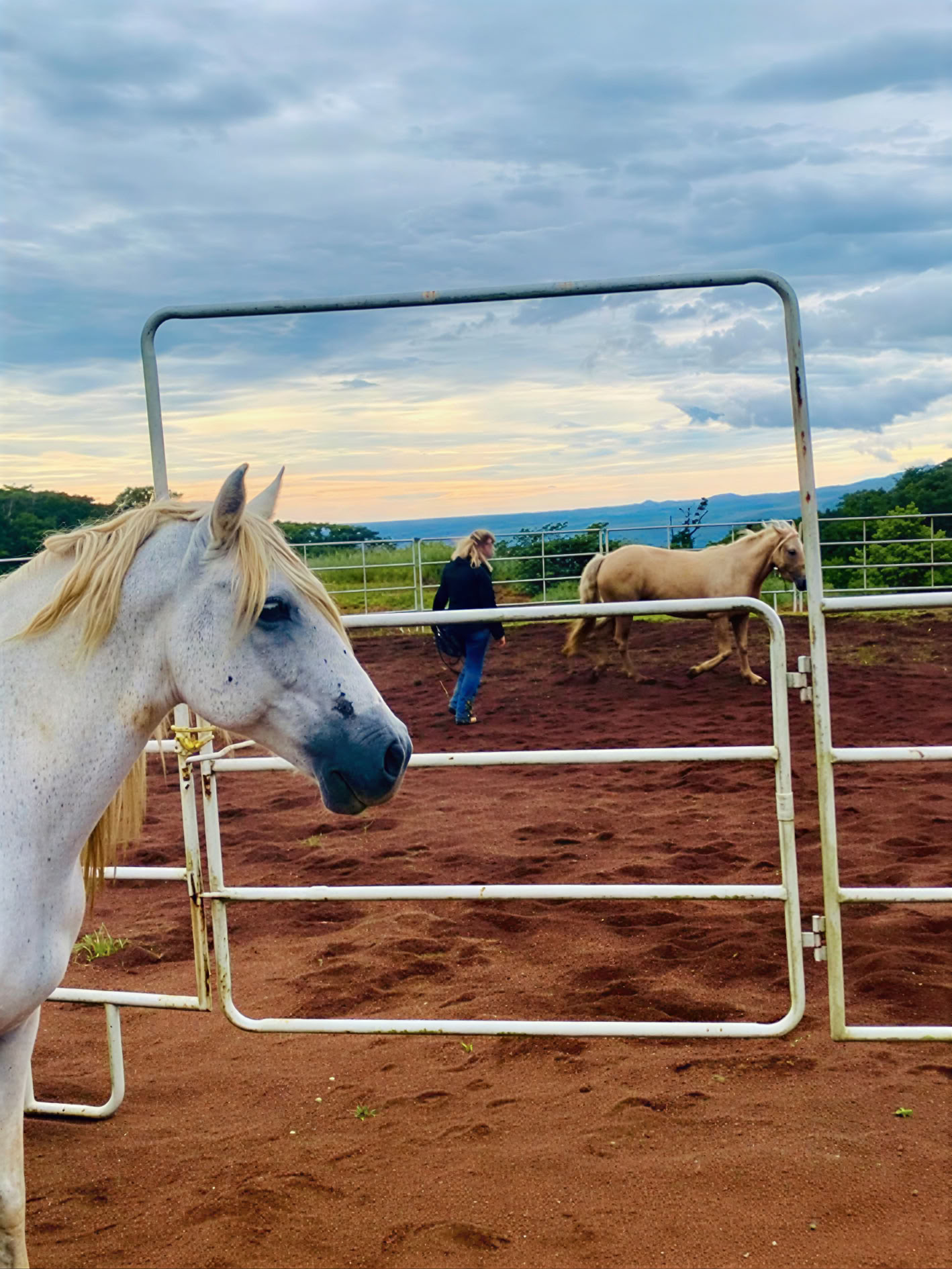 PURA VIDA CONNECTION: Holistic Horsemanship 2 day clinic