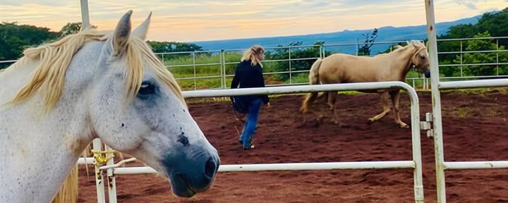 PURA VIDA CONNECTION: Holistic Horsemanship 2 day clinic
