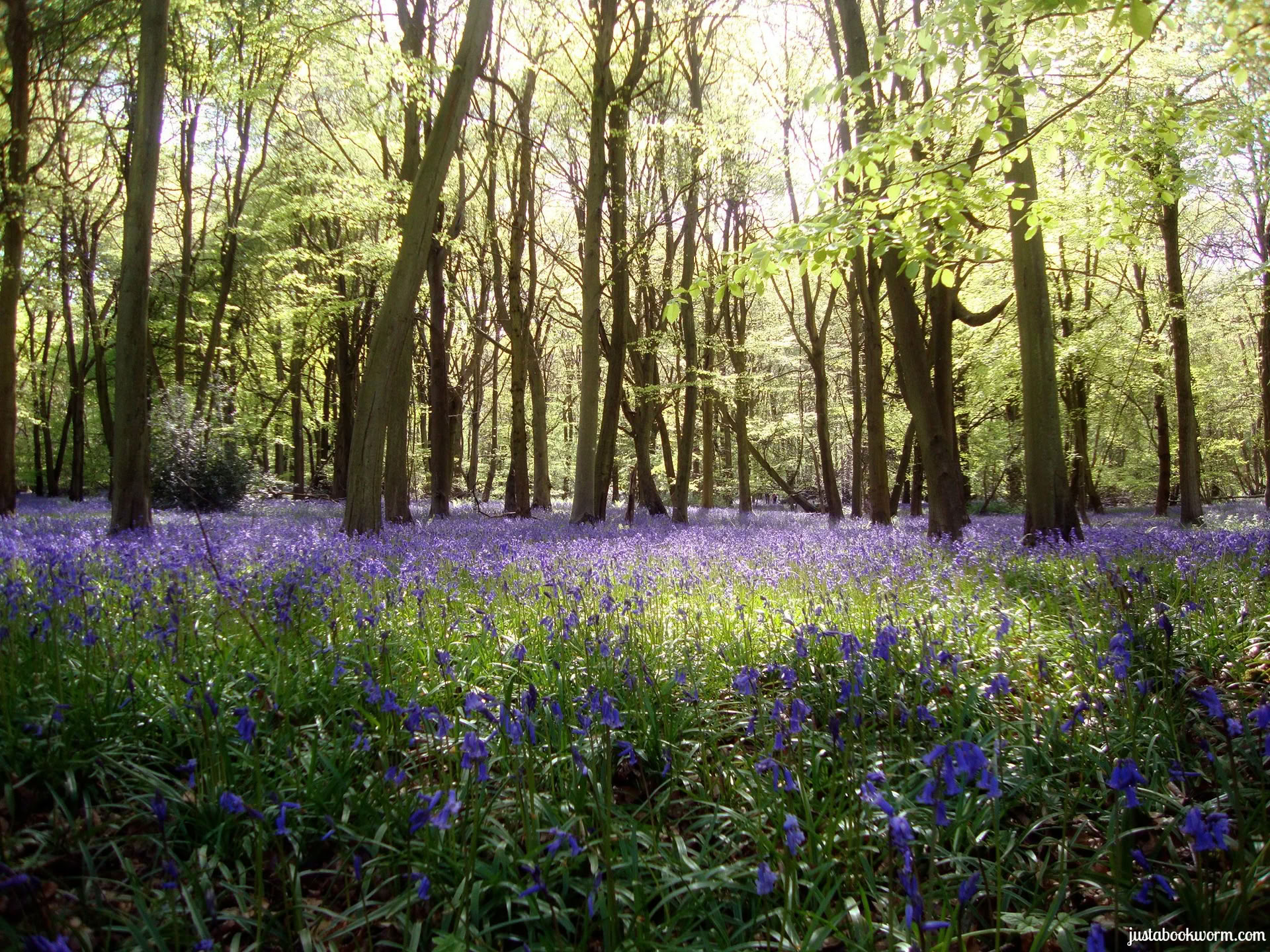 Juice Fasting and Yoga Retreat, Cotswolds, Oxfordshire