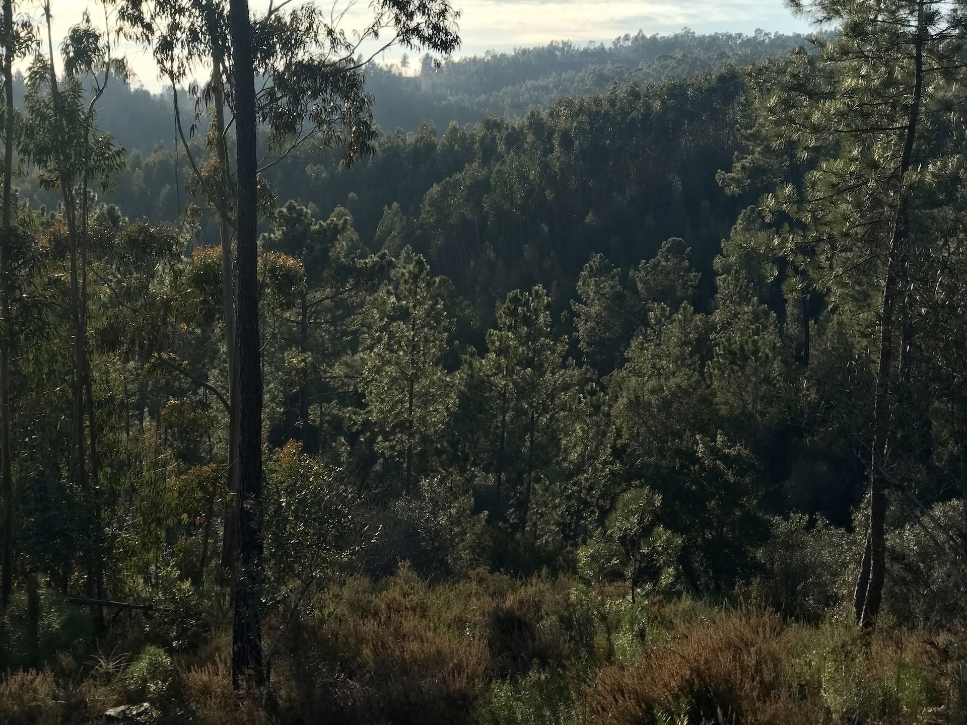 Shinrin Yoku Forest Bathing