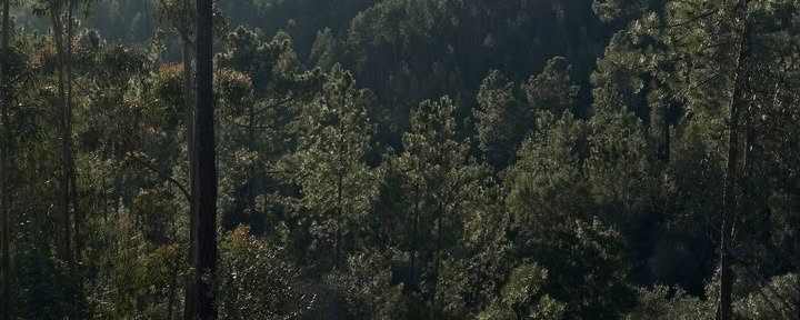 Shinrin Yoku Forest Bathing