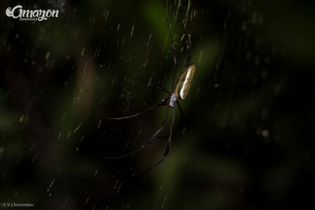 3 Days 2 Nights in Pacaya Samiria National Reserve
