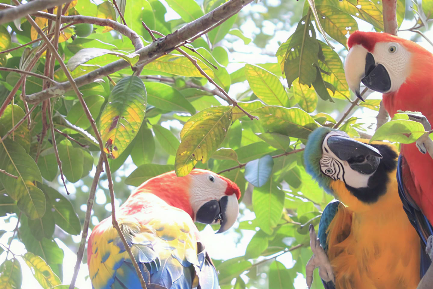 3 Days 2 Nights in Pacaya Samiria National Reserve