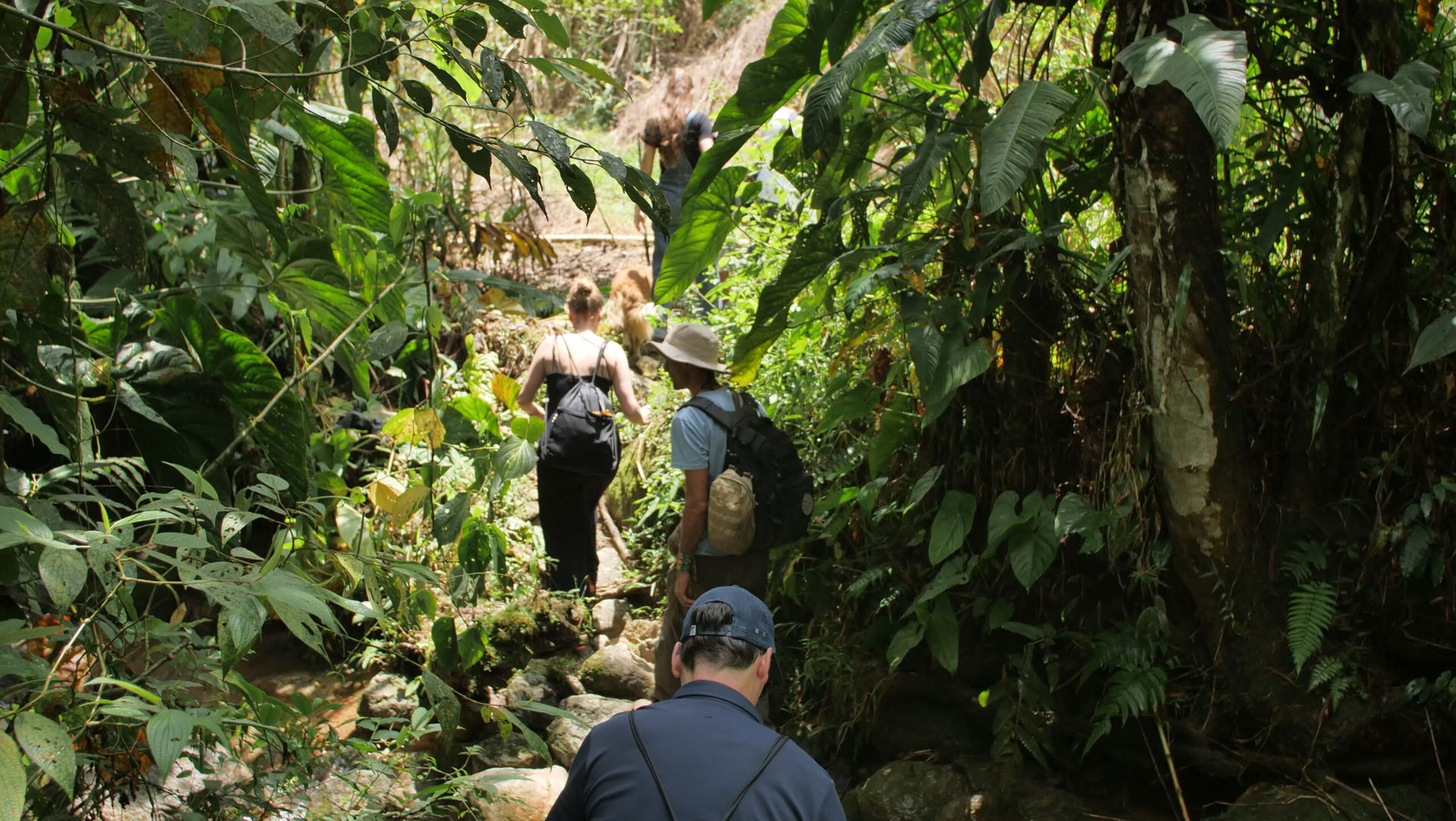 Ayahuasca & Somatic Journey