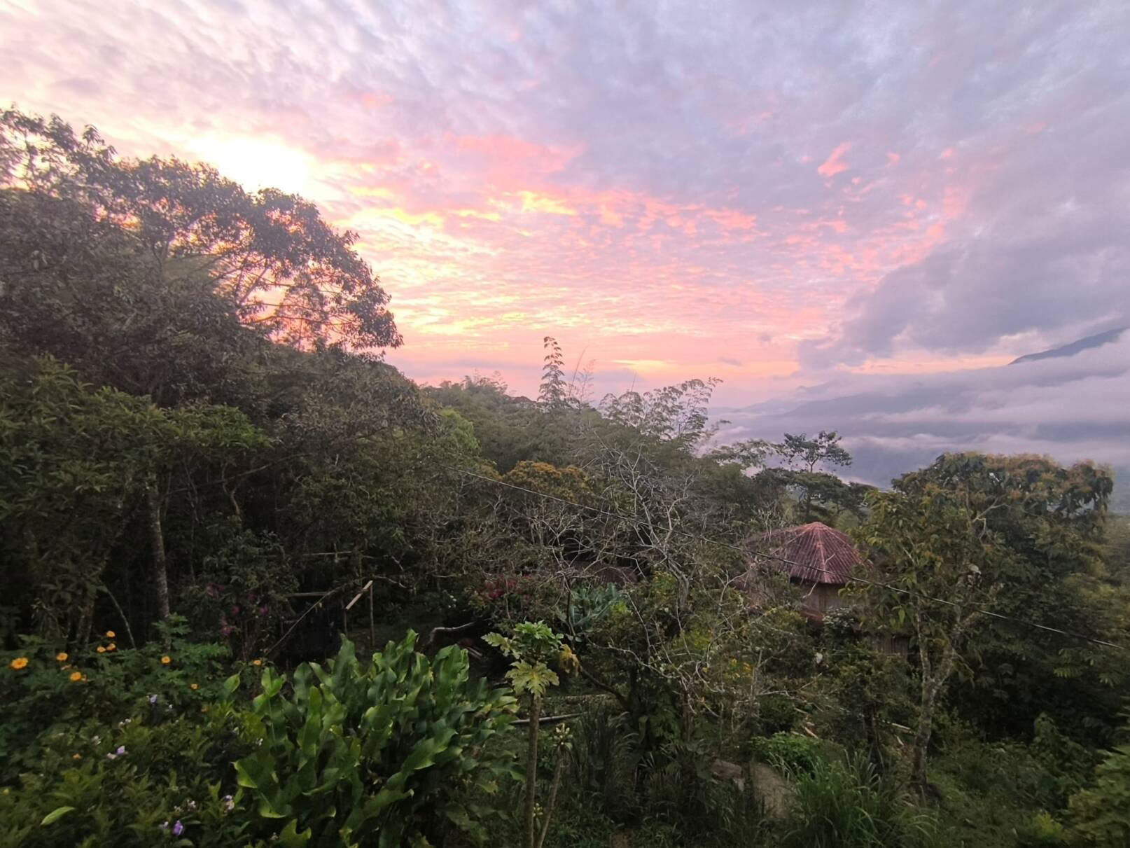Ayahuasca & Somatic Journey