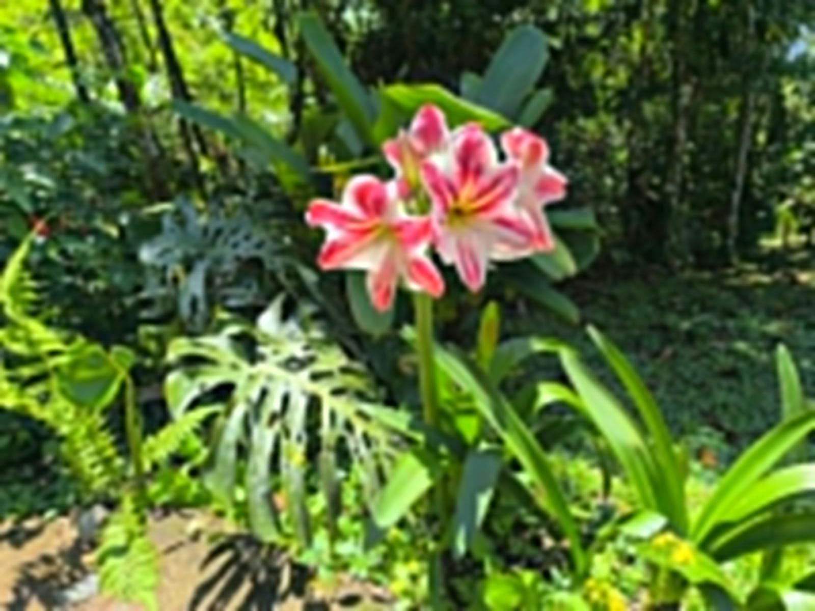 Ayahuasca & Somatic Journey