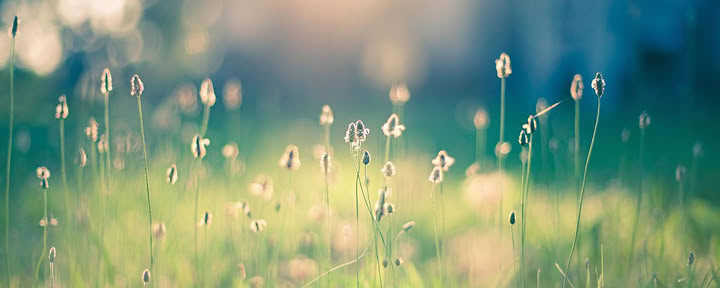 Reiki Share