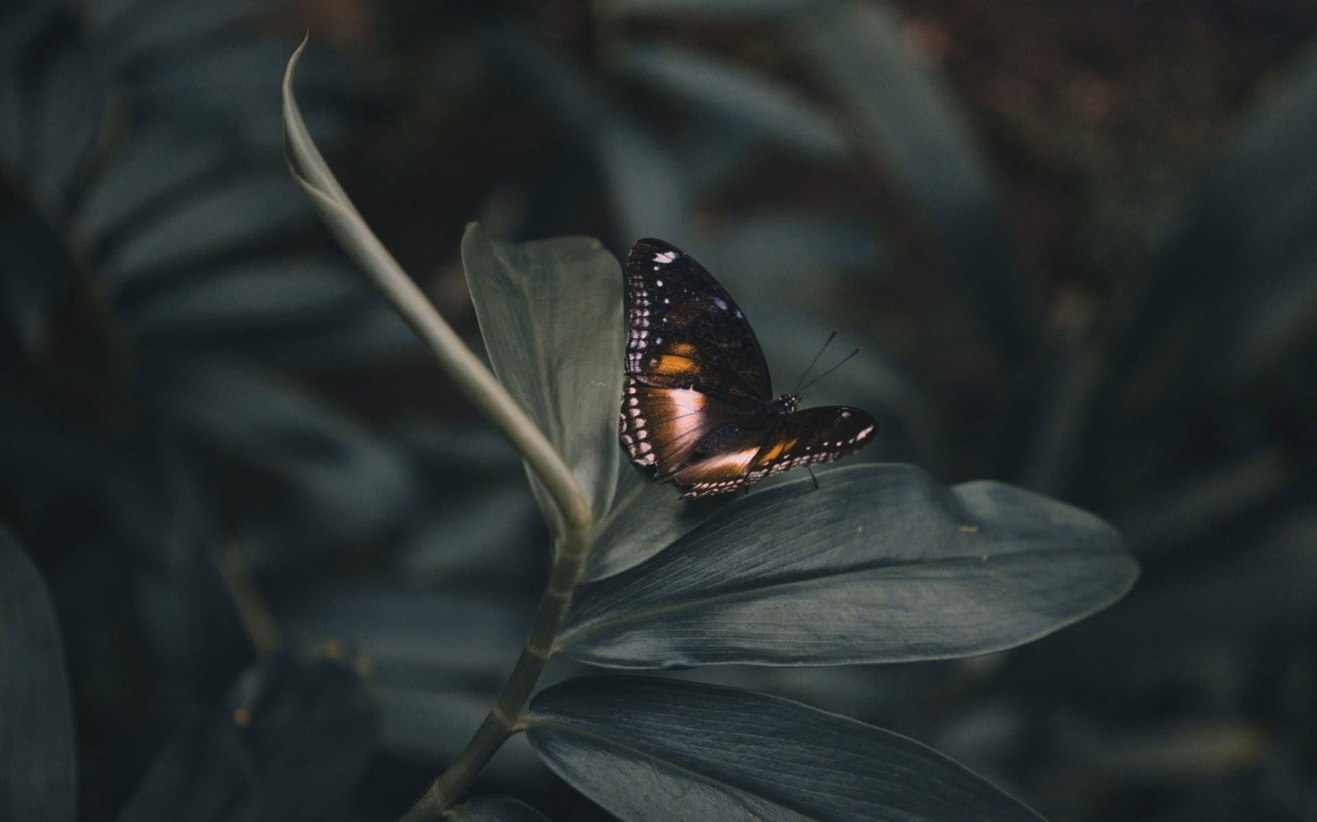 Embodied Emergence