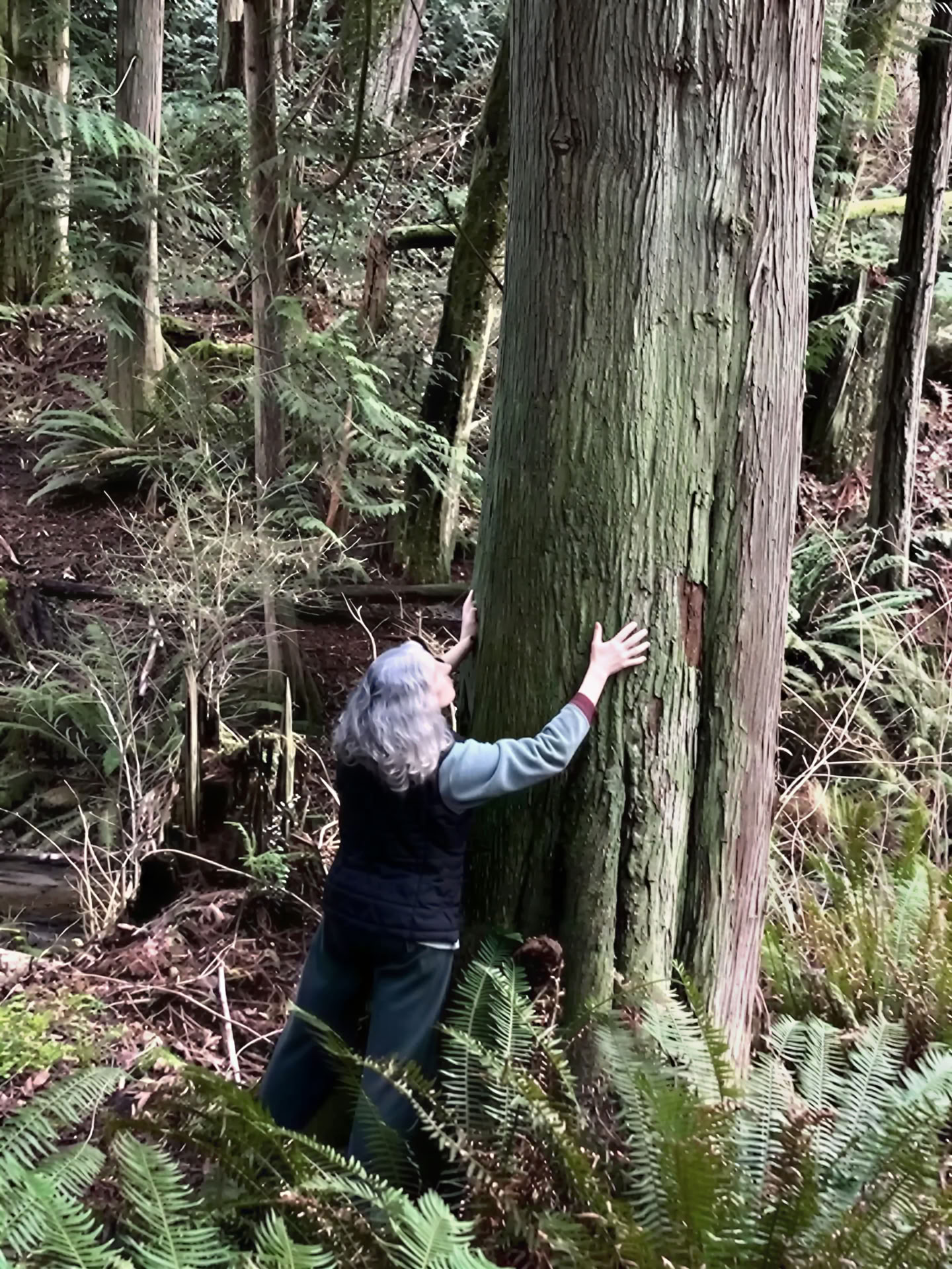 Forest Experience